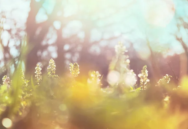 森の中の美しい春の花 四季の自然 — ストック写真