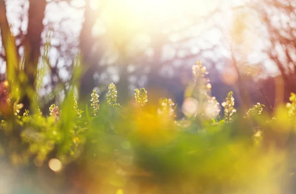 美しい森の風景 春の花森の中 — ストック写真