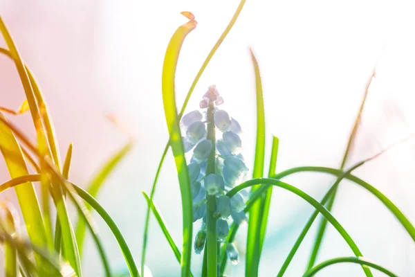 森の中の美しい春の花 四季の自然 — ストック写真