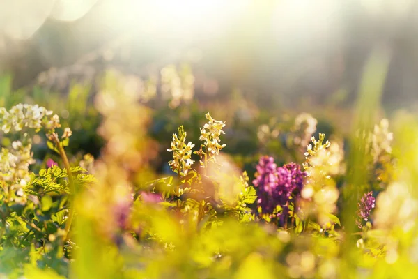Nádherná Zalesněná Krajina Jarní Květiny Lese — Stock fotografie
