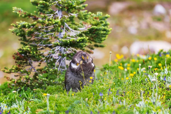 Blue Grouse Displaying Colors Mating Season Hillside Covered Flowers Meadow — Stock Photo, Image