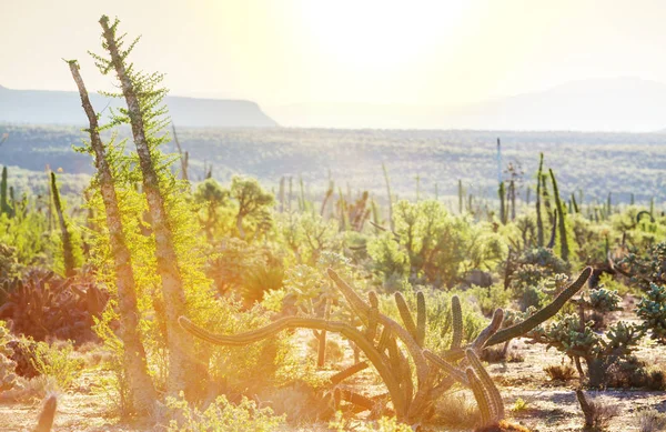 Campi Cactus Messico Bassa California — Foto Stock