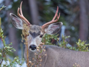 Yeşil çayır geyiği, ABD