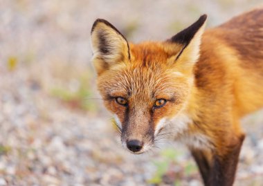 Yaz mevsiminde yeşil arka planda kırmızı tilki portresi (Vulpes vulpes)