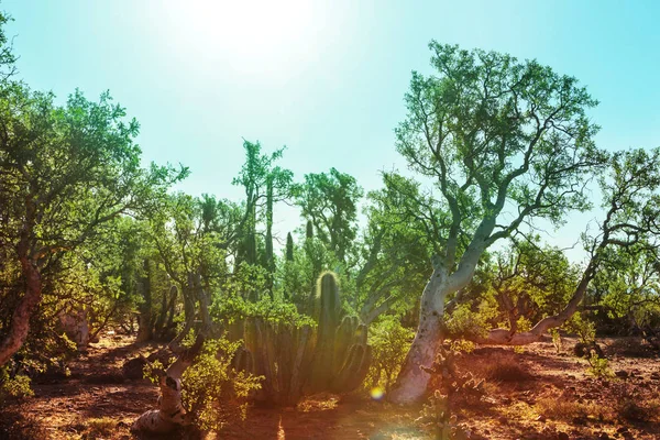 Cactus fields in Mexico, Baja California