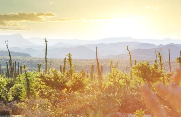 Campi Cactus Messico Bassa California — Foto Stock