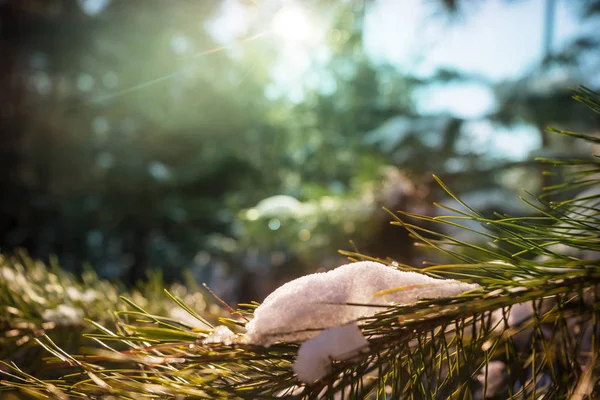 Cena Início Primavera Floresta — Fotografia de Stock