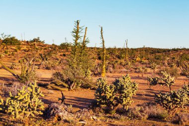 Meksika, Baja California 'daki Kaktüs tarlaları