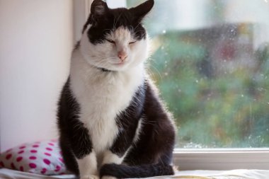 Yetişkin evcil kedi portresi