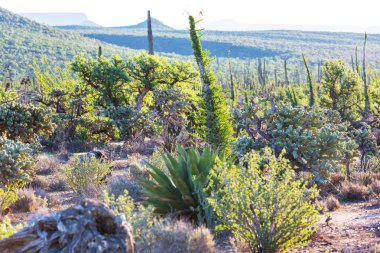 Meksika, Baja California 'daki Kaktüs tarlaları