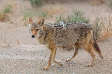 coyote closeup in the desert