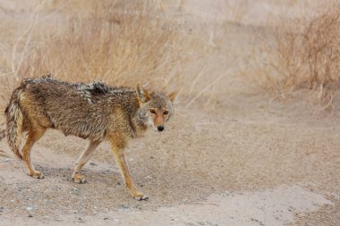 coyote closeup in the desert