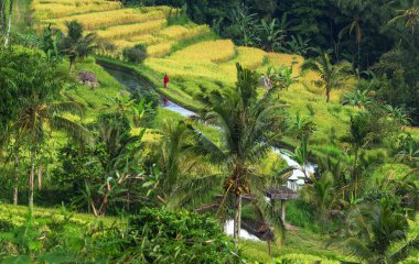 Green fields in Indonesia. Tropical landscapes.