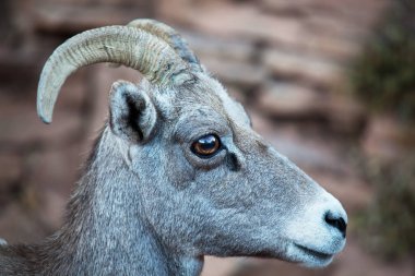 Cascade dağlarında yabani boynuzlu koyunlar