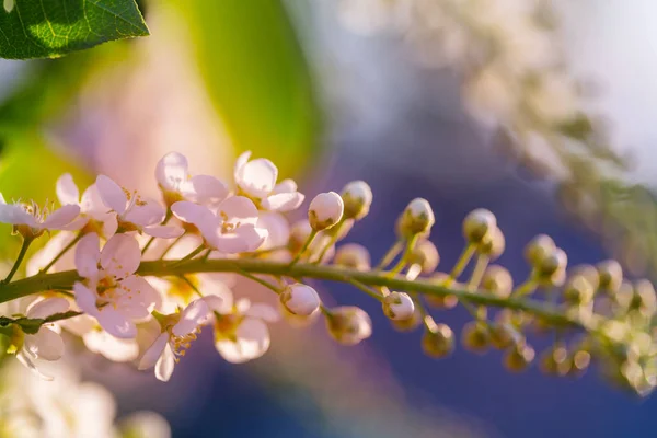 Fioritura Ciliegia Giardino Primaverile — Foto Stock