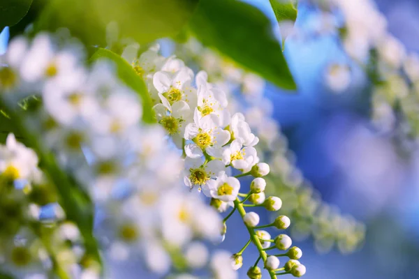Kwitnąca Wiśnia Wiosennym Ogrodzie — Zdjęcie stockowe