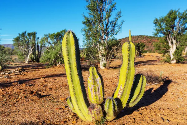 Kaktusová Pole Mexiku Baja California — Stock fotografie