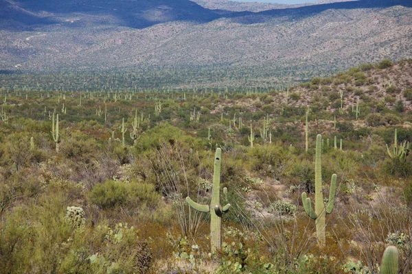 Campi Cactus Messico Bassa California — Foto Stock