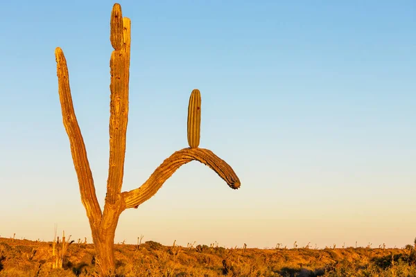 Campi Cactus Messico Bassa California — Foto Stock