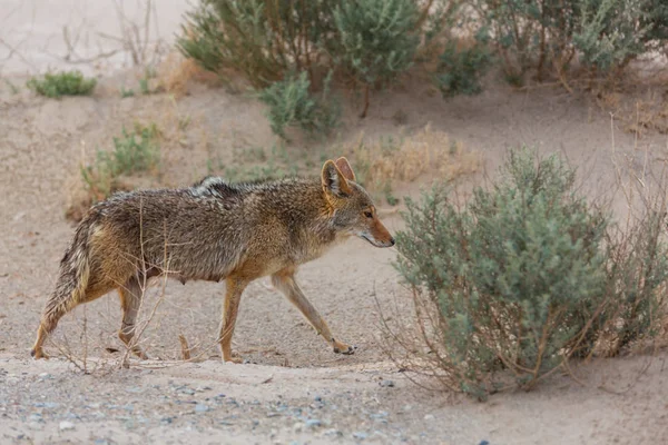 Kojot Zbliżenie Pustyni — Zdjęcie stockowe
