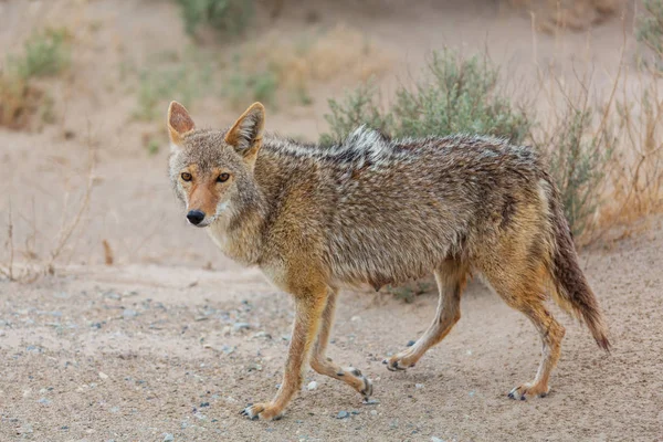 Coyote Close Woestijn — Stockfoto