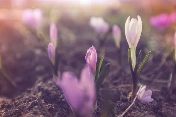 Flower Crocus Spring Season — Stok fotoğraf