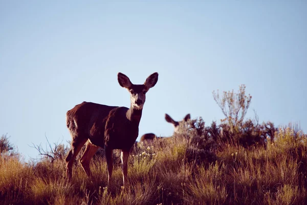 緑の牧草地の鹿 アメリカ — ストック写真
