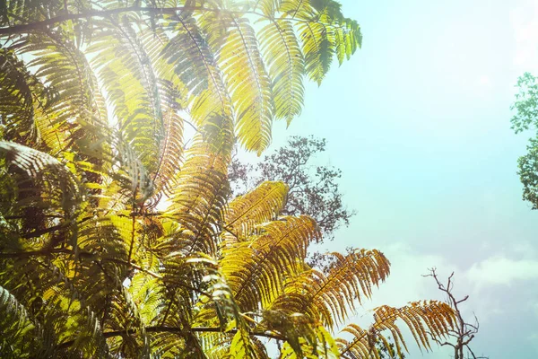 Feuille Fougère Géante Dans Forêt Tropicale Hawaii États Unis — Photo