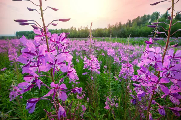 Pré Alaska Dans Prairie Été — Photo