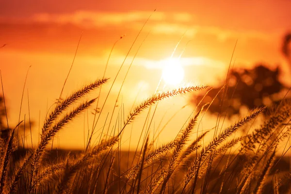 Herbe Dans Une Prairie Coucher Soleil — Photo