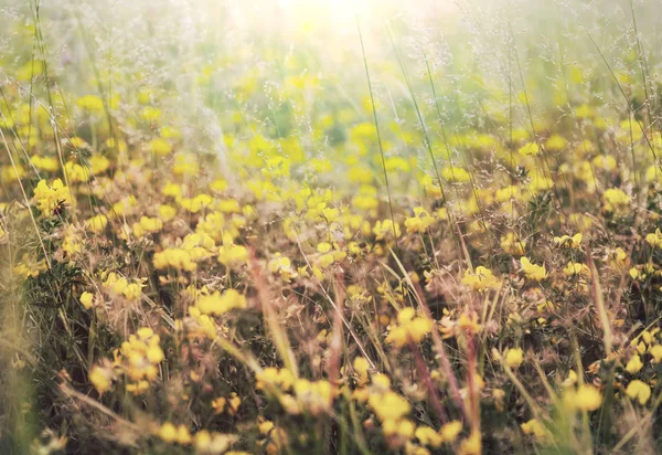 Ochtend Weiland Abstracte Natuurlijke Achtergrond Verse Lente Gras Met Druppels — Stockfoto