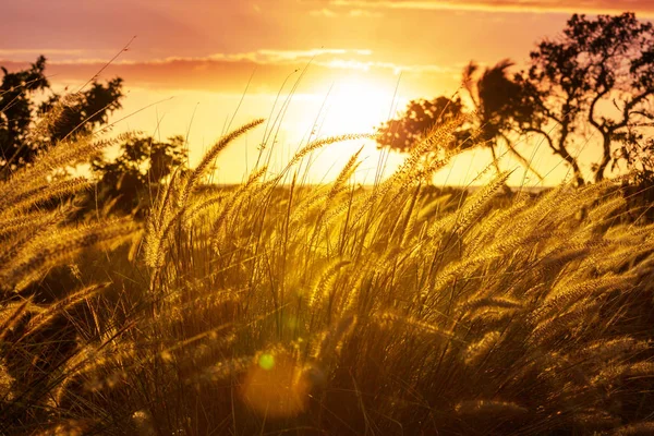 Grass Meadow Sunset — Stock Photo, Image
