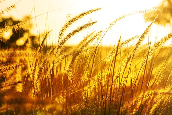 Herbe Dans Une Prairie Coucher Soleil — Photo