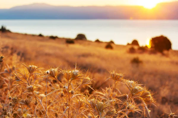 Yaz Mevsiminde Dağ Çayırı — Stok fotoğraf