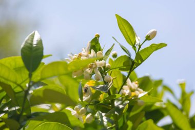 Mavi arka planda çiçek açan portakal ağacı