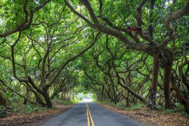 Toprak yol Big Island, Hawaii uzak ormanda
