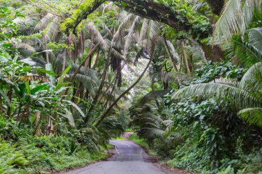 Toprak yol Big Island, Hawaii uzak ormanda