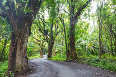 Toprak yol Big Island, Hawaii uzak ormanda