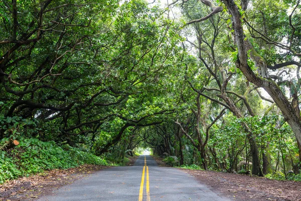 Onverharde Weg Externe Oerwoud Big Island Hawaii — Stockfoto