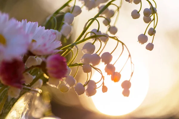 Beautiful Spring Flowers Forest Seasonal Natural Background — Stock Photo, Image