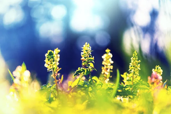 Krásné Jarní Květiny Lese Sezónní Přírodní Pozadí — Stock fotografie