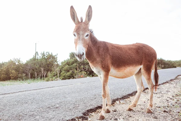 Burro Salvaje Norte Chipre — Foto de Stock