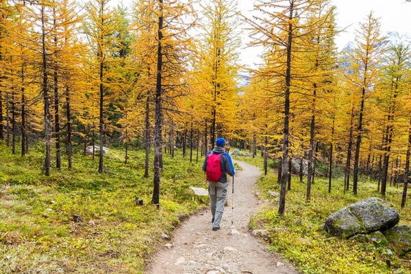 Wandersmann Den Kanadischen Bergen Wandern Ist Die Beliebteste Freizeitbeschäftigung Nordamerika — Stockfoto