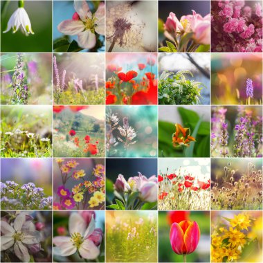 Farklı çiçek koleksiyonu. Tema seti.