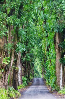 Toprak yol Big Island, Hawaii uzak ormanda