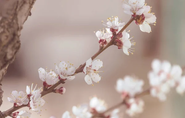 Fleurs Floraison Des Cerisiers Dans Jardin Printemps — Photo