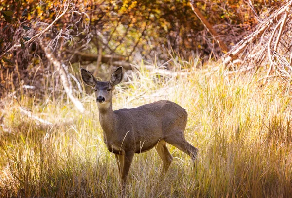 Rehe Auf Der Grünen Wiese Usa — Stockfoto