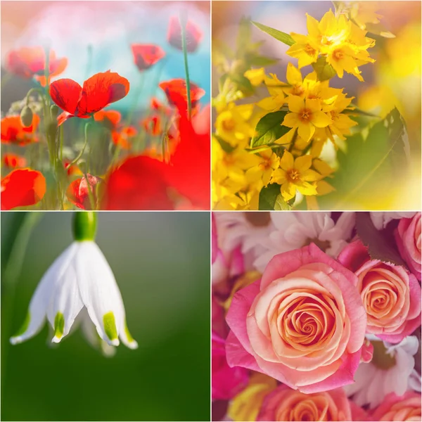 Różne Kolekcje Kwiatów Spring Zestaw Tematyczny — Zdjęcie stockowe