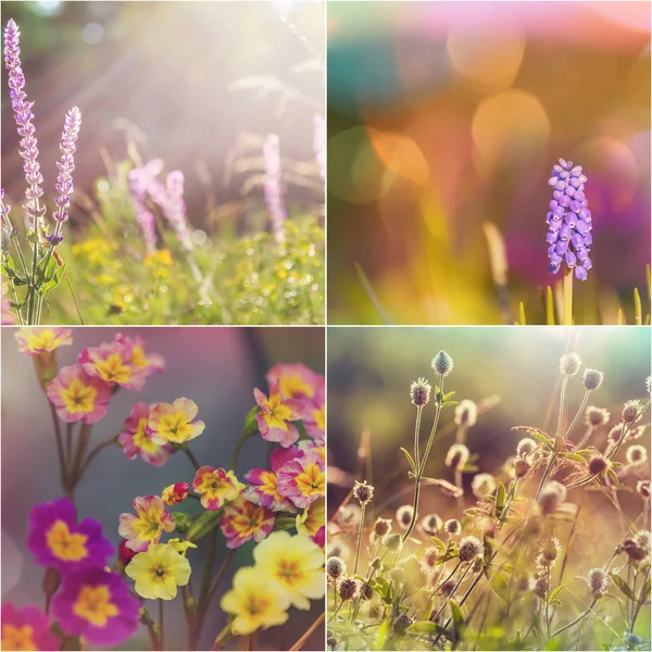 Verschillende Bloemen Collectie Spring Thema Set — Stockfoto