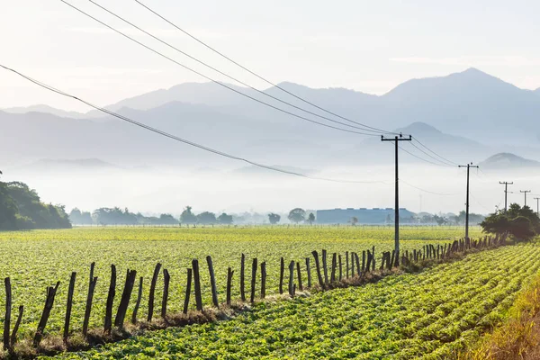 Linhas Tensão Paisagem Agrícola Verde Dia Ensolarado — Fotografia de Stock